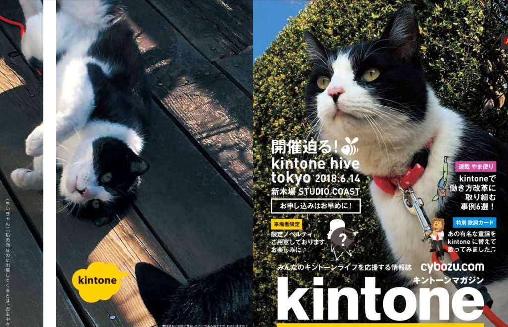 kintone MAGAZINE11号の写真。ハチワレのネコちゃんの写真が愛らしい。